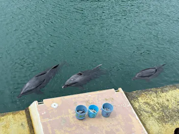下田海中水族館に投稿された画像（2026/8/29）