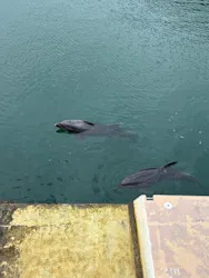 下田海中水族館に投稿された画像（2026/8/29）