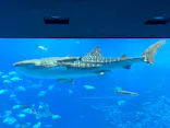 沖縄美ら海水族館に投稿された画像（2026/8/29）