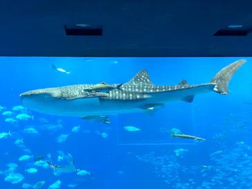 沖縄美ら海水族館に投稿された画像（2026/8/29）