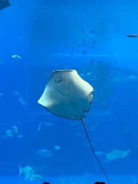 沖縄美ら海水族館に投稿された画像（2026/8/29）