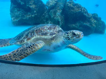 沖縄美ら海水族館に投稿された画像（2026/8/29）