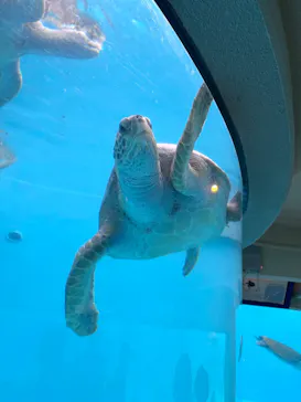 沖縄美ら海水族館に投稿された画像（2026/8/29）