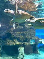 名古屋港水族館に投稿された画像（2026/8/29）
