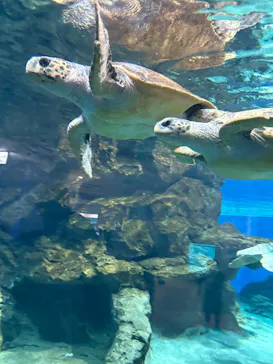 名古屋港水族館に投稿された画像（2026/8/29）