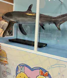 アクアワールド茨城県大洗水族館に投稿された画像（2026/8/29）