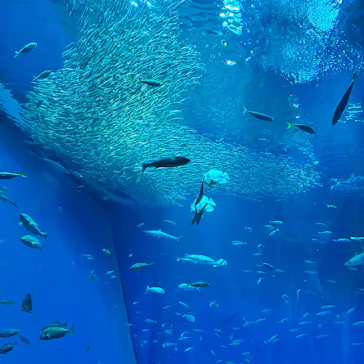 アクアワールド茨城県大洗水族館に投稿された画像（2026/8/29）