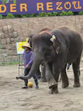 ANIMAL WONDER REZOURT 市原ぞうの国・サユリワールドに投稿された画像（2026/8/29）