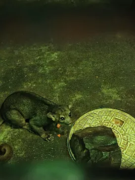 ANIMAL WONDER REZOURT 市原ぞうの国・サユリワールドに投稿された画像（2026/8/29）
