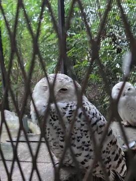 ANIMAL WONDER REZOURT 市原ぞうの国・サユリワールドに投稿された画像（2026/8/29）