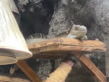 恩賜上野動物園に投稿された画像（2026/8/29）