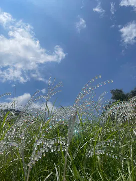 箱根ガラスの森美術館に投稿された画像（2026/8/29）