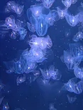 新江ノ島水族館に投稿された画像（2026/8/29）