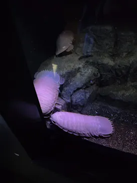 新江ノ島水族館に投稿された画像（2026/8/29）