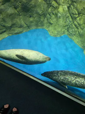 新江ノ島水族館に投稿された画像（2026/8/29）