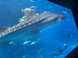 沖縄美ら海水族館に投稿された画像（2026/8/29）