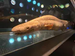 環境水族館アクアマリンふくしまに投稿された画像（2026/8/29）