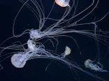 サンシャイン水族館に投稿された画像（2026/8/29）