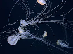 サンシャイン水族館に投稿された画像（2026/8/29）