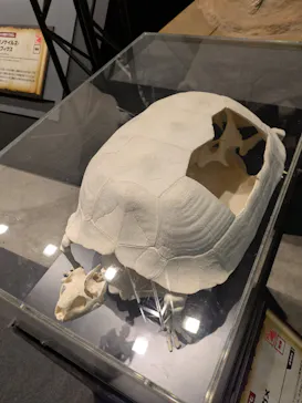 ヨコハマ恐竜展２０２６～恐竜の食卓大図鑑～に投稿された画像（2026/8/29）