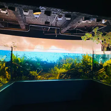 カワスイ 川崎⽔族館に投稿された画像（2026/8/29）