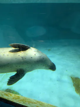 下田海中水族館に投稿された画像（2026/8/29）
