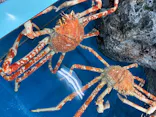 竹島水族館に投稿された画像（2026/8/29）