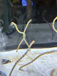 すみだ水族館に投稿された画像（2026/8/29）