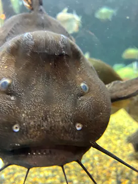 世界淡水魚園水族館　アクア・トトぎふに投稿された画像（2026/8/29）