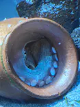 サンシャイン水族館に投稿された画像（2026/8/29）