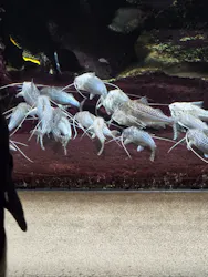 サンシャイン水族館に投稿された画像（2026/8/29）