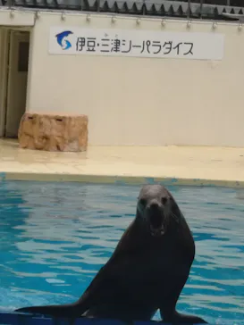 伊豆・三津シーパラダイスに投稿された画像（2026/8/29）