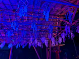江の島シーキャンドル×新江ノ島水族館に投稿された画像（2026/8/29）