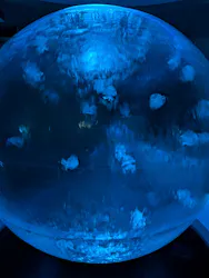 江の島シーキャンドル×新江ノ島水族館に投稿された画像（2026/8/29）