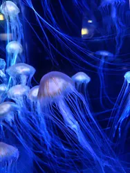 新潟市水族館マリンピア日本海に投稿された画像（2026/8/29）
