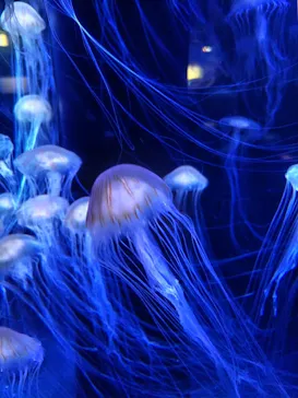 新潟市水族館マリンピア日本海に投稿された画像（2026/8/29）