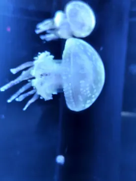 新潟市水族館マリンピア日本海に投稿された画像（2026/8/29）