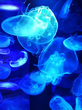 新潟市水族館マリンピア日本海に投稿された画像（2026/8/29）
