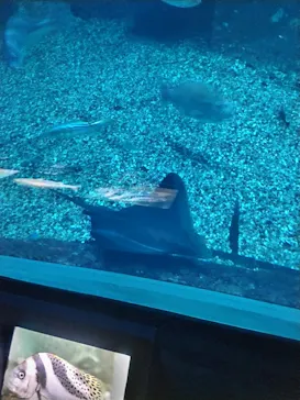 新潟市水族館マリンピア日本海に投稿された画像（2026/8/29）