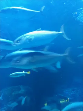 新潟市水族館マリンピア日本海に投稿された画像（2026/8/29）