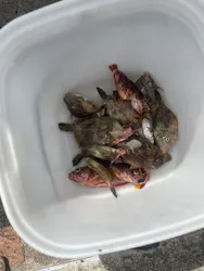 魚釣り同行サービス釣るっ人に投稿された画像（2026/8/29）