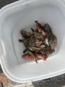 魚釣り同行サービス釣るっ人に投稿された画像（2026/8/29）