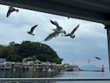 伊根湾めぐり遊覧船に投稿された画像（2026/8/29）