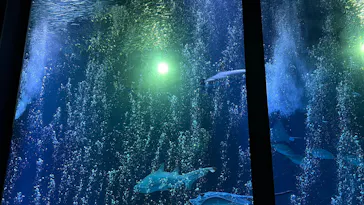 マリンワールド海の中道に投稿された画像（2026/8/29）