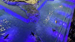 すみだ水族館に投稿された画像（2026/8/30）