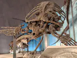 福井県立恐竜博物館に投稿された画像（2026/8/30）