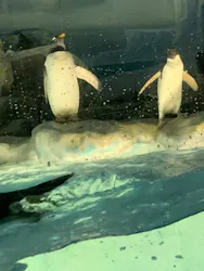 名古屋港水族館に投稿された画像（2026/8/29）