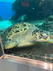 名古屋港水族館に投稿された画像（2026/8/29）