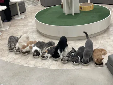 猫カフェモカ イオンモール神戸北店に投稿された画像（2026/8/29）