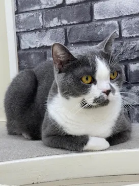 猫カフェモカ イオンモール神戸北店に投稿された画像（2026/8/29）